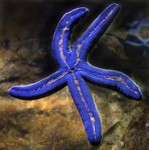 Its Competition Time!! starfish