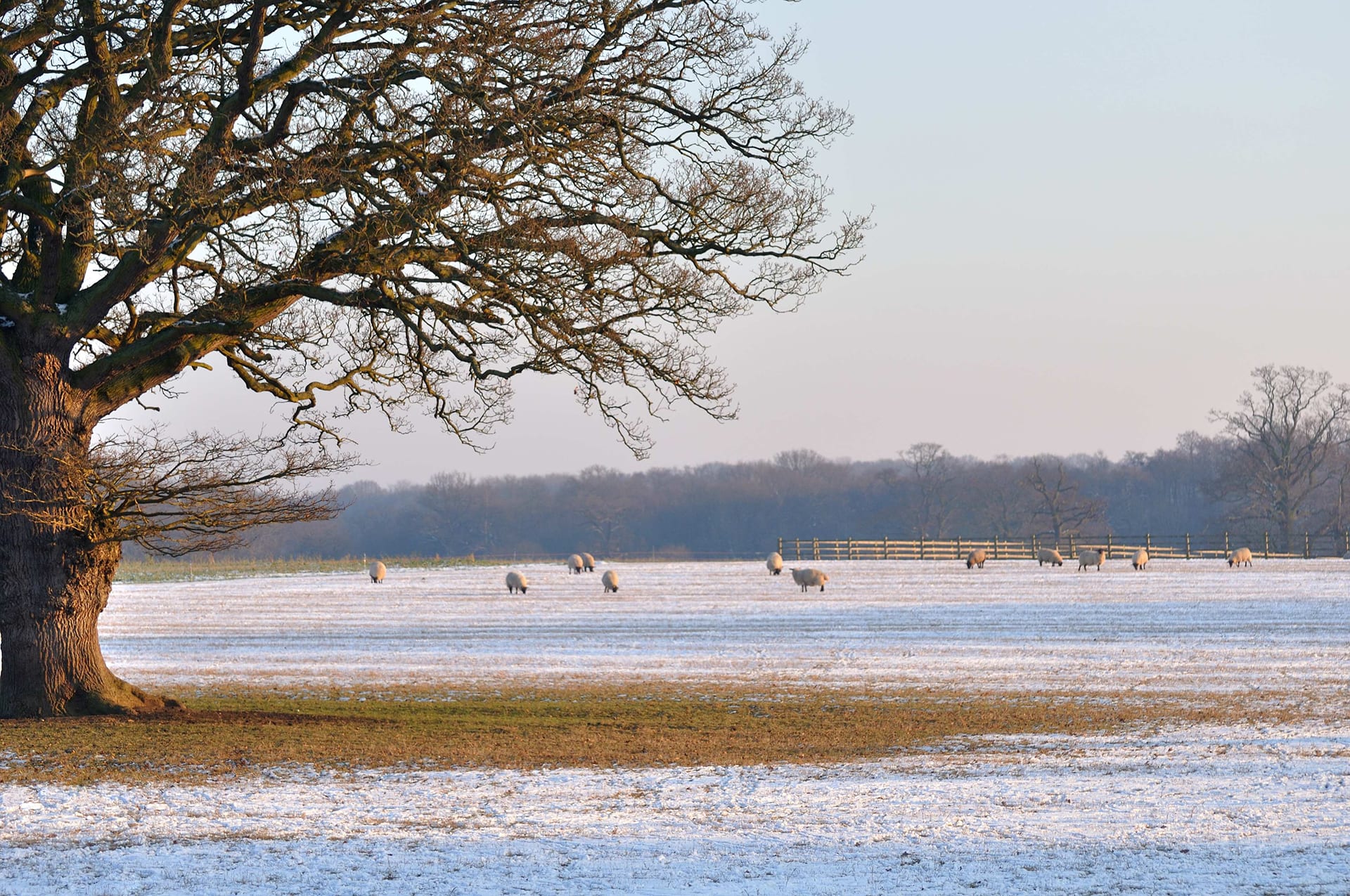 Background Image of a snowy field - starfishaccounting.co.uk