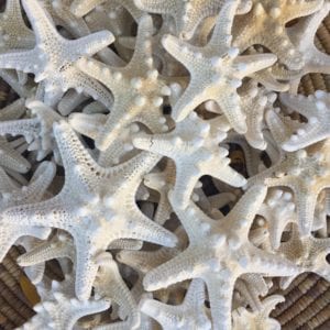 Starfish