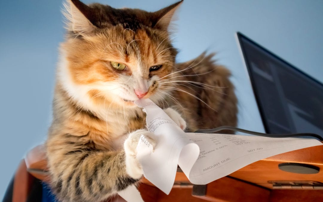 Cat shredding paperwork