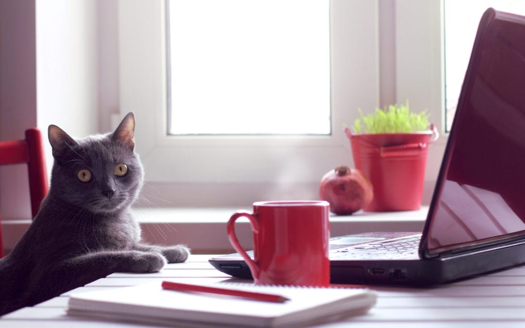 Cat at laptop deferred VAT payments