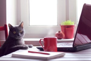 Cat at laptop deferred VAT payments