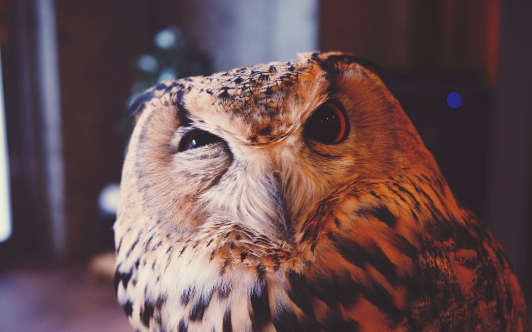 Curious owl