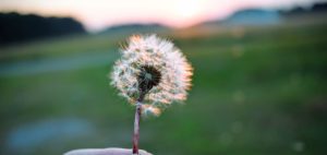 dandelion in the wind