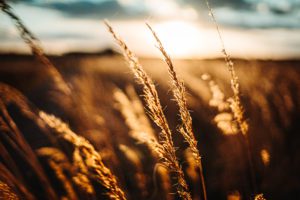 Wheat flowing in the wind