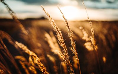 What if Starfish is too expensive for you?