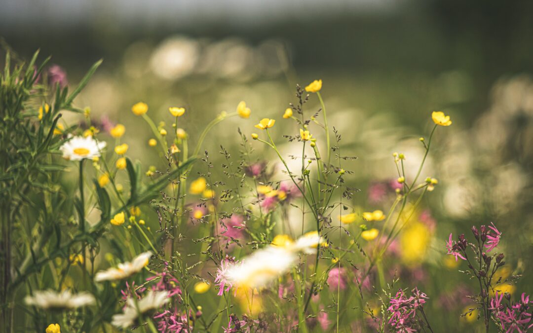 Flower meadow