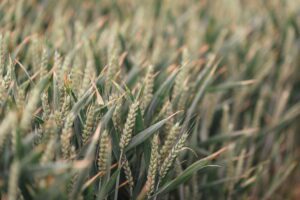 Field of wheat at our office signifying our B Corp status